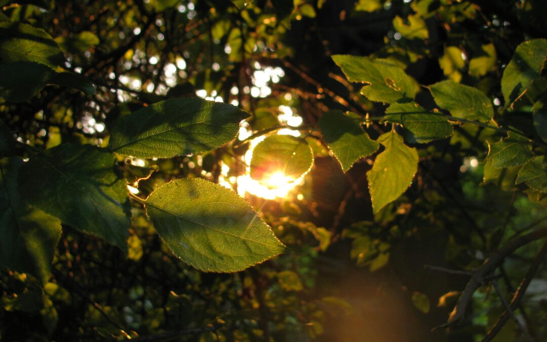 Golden sunlight shining through tree leaves